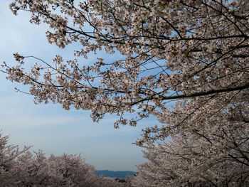 Low angle view of cherry blossoms against sky