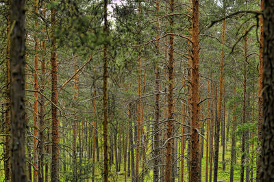 View of bamboo trees in forest