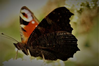 Close-up of butterfly
