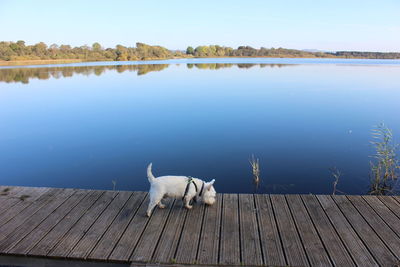Dog on a lake