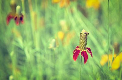 Close-up of red flowers blooming outdoors