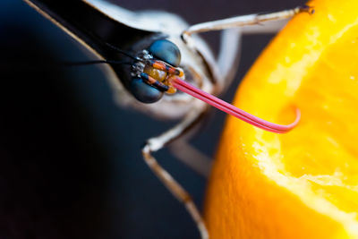 Close-up of orange fruit