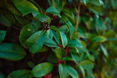 Close-up of fresh green leaves