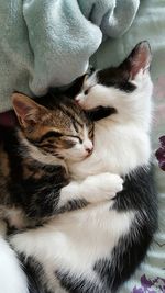 High angle view of kittens relaxing