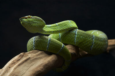 Close-up of lizard on leaf against black background