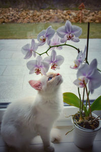 Close-up of white cat with flower