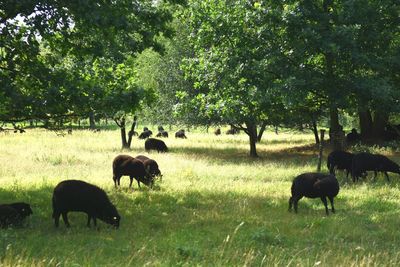 Cows grazing on grassy field