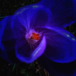 Close-up of purple flowers