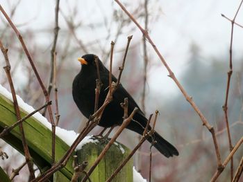 Close-up of bird perching on branch