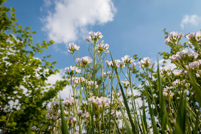 Close-up of flowering plants on field against sky