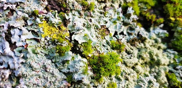 Close-up of moss growing on rock