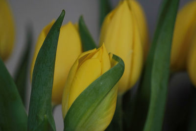 Close-up of yellow flowers