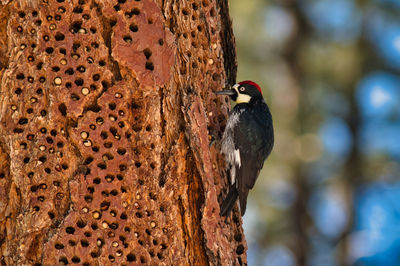 Acorn woodpecker tends his granary