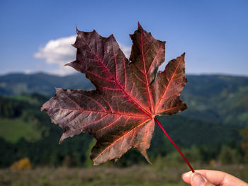 Close-up of maple leaf against sky