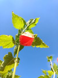 Low angle view of flowering plant against blue sky