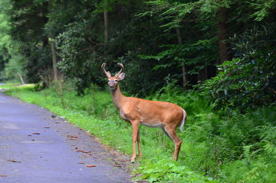 Side view of deer standing by trees in forest