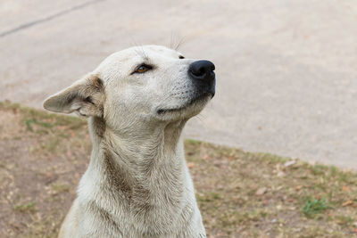 Close-up of a dog looking away