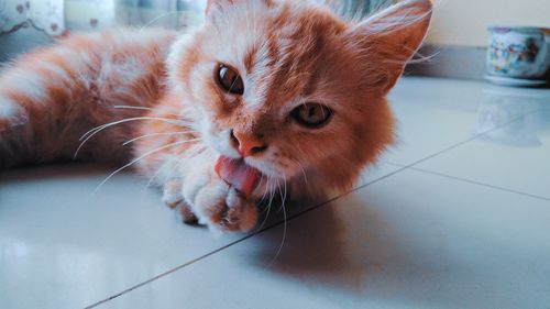 Close-up portrait of a cat