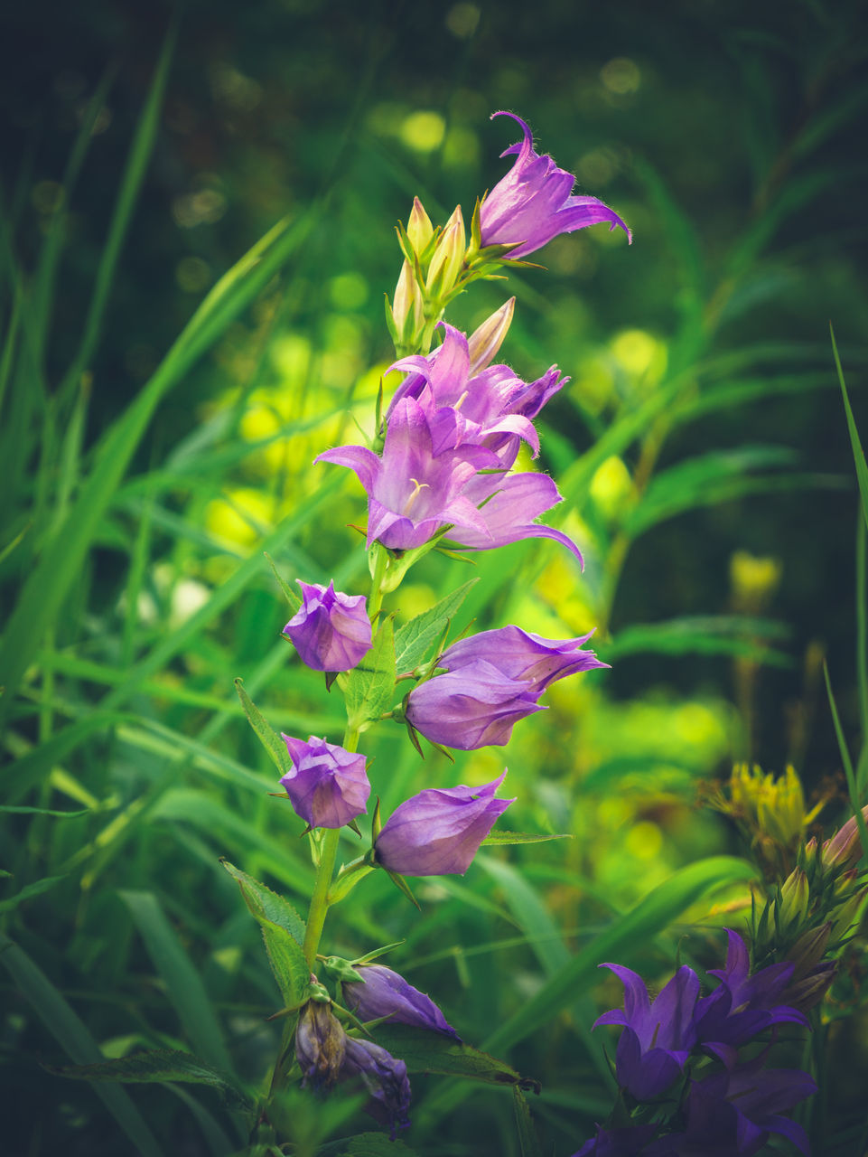 CLOSE-UP OF PINK FLOWERING PLANTS ON LAND