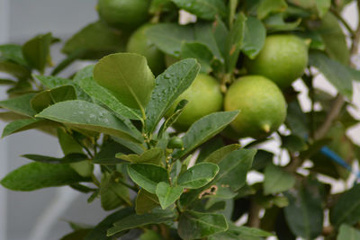 Close-up of fresh green leaves