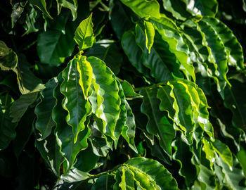 Coffee trees on field