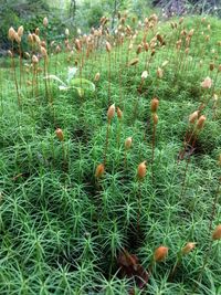 Close-up of plants growing on field