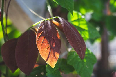 Close-up of leaves on plant