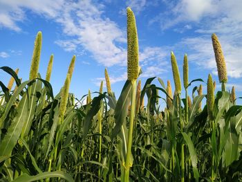 Close-up of crops growing on field against sky