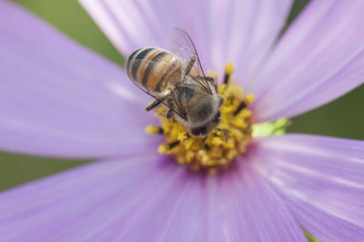 Close-up of bee on purple flower