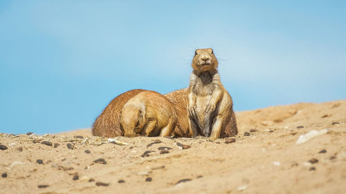 Prairie dogs at wildlands zoo, emmen, netherlands