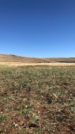 Scenic view of field against clear blue sky