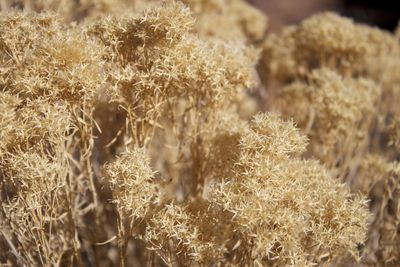 Close-up of dry plants on field