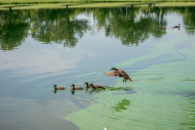 Birds swimming in lake