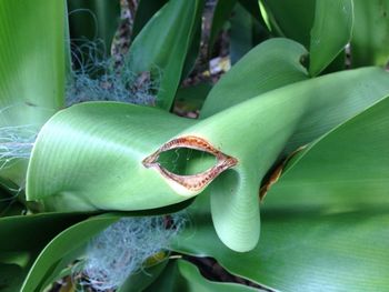 Close-up of plant