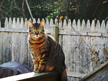 Portrait of cat sitting on wood