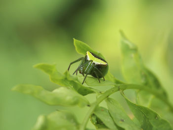 Close-up of insect on plant