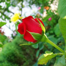 Close-up of red rose plant