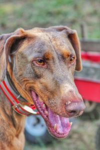 Close-up of dog sticking out tongue