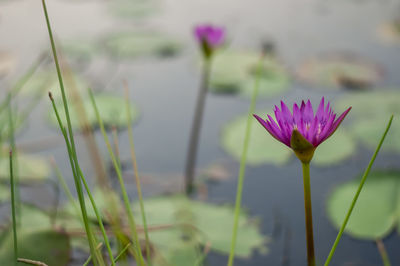 Close-up of pink water lily in lake