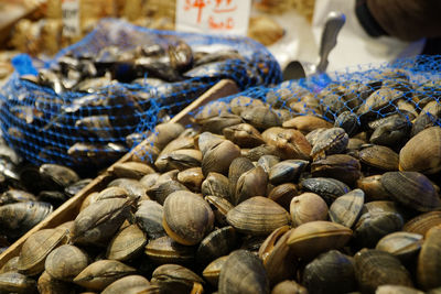 Close-up of shells for sale at market