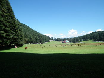 Scenic view of field against clear blue sky