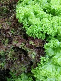 Full frame shot of vegetables