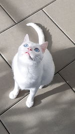 Portrait of cat sitting on floor