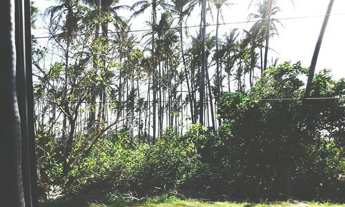 Plants growing on tree