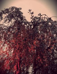 Low angle view of trees against sky