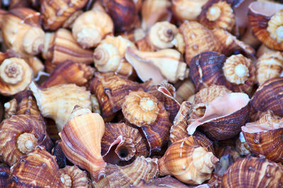 Many sea shells / snail shells for tourists and travelers as souvenirs or as healthy sea food