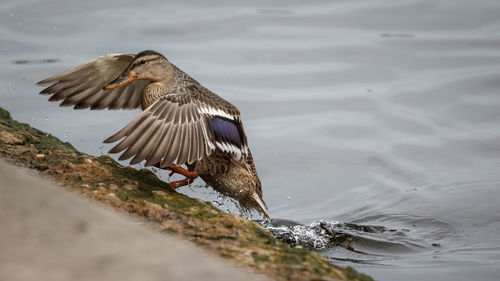 Close-up of bird by lake