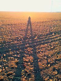 Woman in field