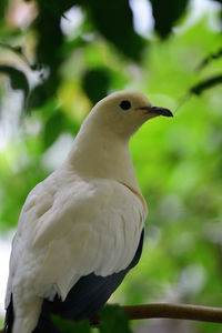 Portrait of a pied imperial pigeon perching in a tree
