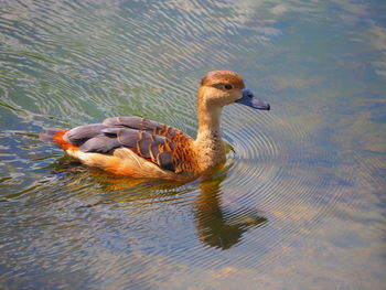 Duck swimming in lake